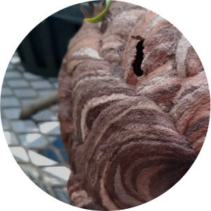 施工内容　ハチの巣駆除