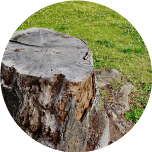 施工内容　伐採