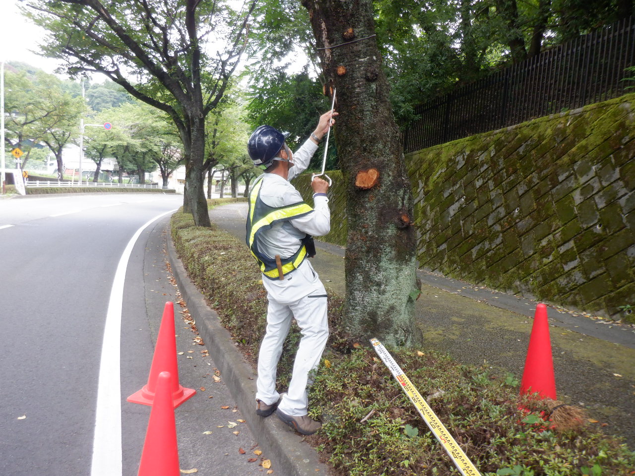 鋼棒で腐朽の確認