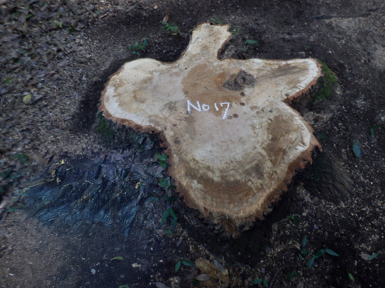 作業後（切り株）