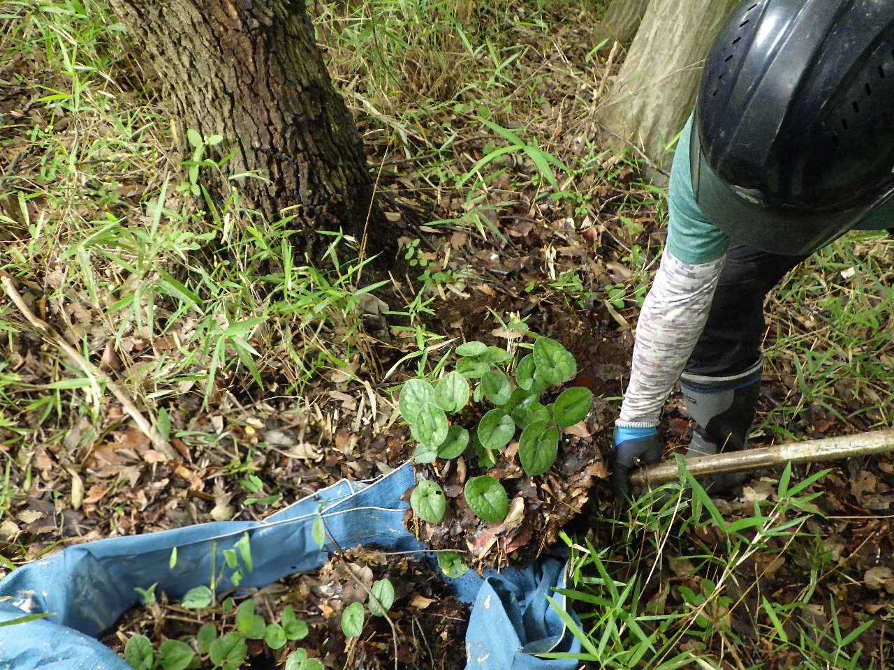 掘り取り作業中