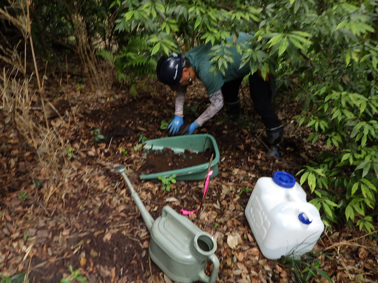 植え付け作業中 (2)