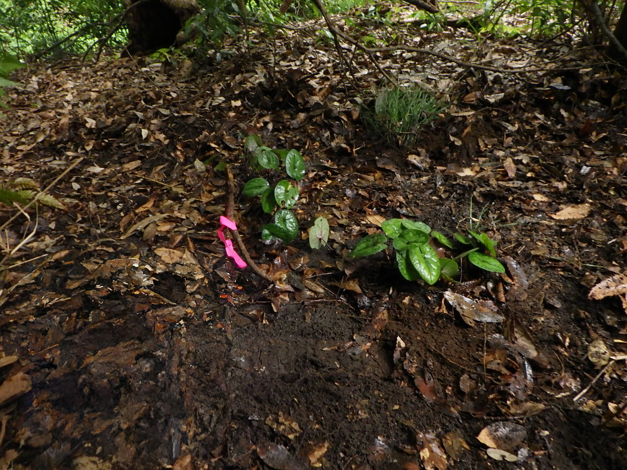 植え付け作業後 (2)